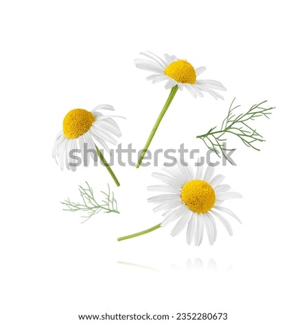 Chamomile flower isolated on white background. Camomile medicinal plant, herbal medicine. Set of three chamomile flowers with green leaves. Royalty-Free Stock Photo #2352280673