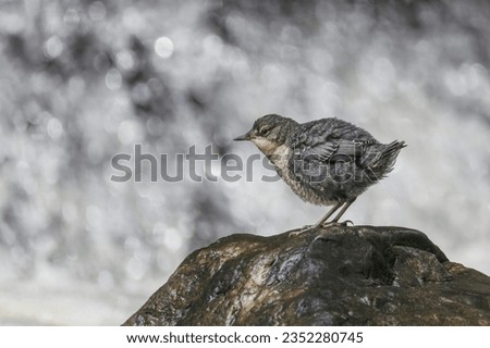 Juvenile White-throated Dipper with a waterfall in the background. The white-throated dipper (Cinclus cinclus), also known as the European dipper or just dipper, is an aquatic passerine bird. Royalty-Free Stock Photo #2352280745