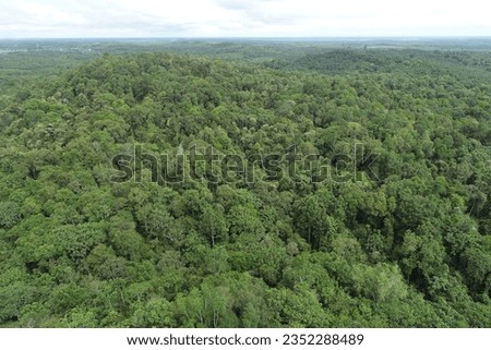 The Forest In Kalimantan Timur , High Conservation Value, photo taken from drone