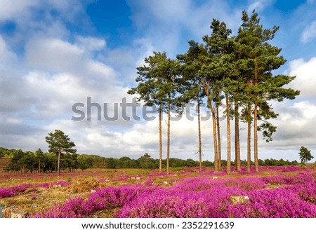 Pine trees and heather at Arne in Dorset Royalty-Free Stock Photo #2352291639