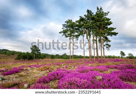 Scots Pine trees and bell heather (Erica cinerea) in bloom at Arne in Dorset. Royalty-Free Stock Photo #2352291641