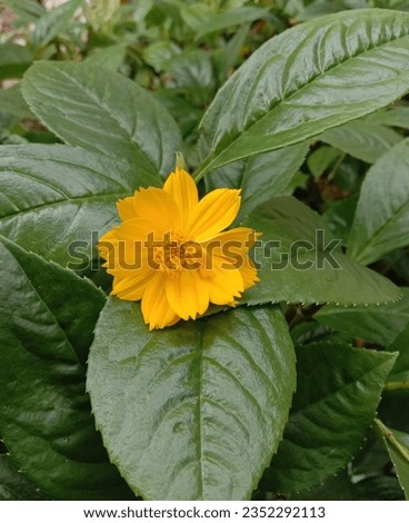 yellow flower blooming among the green leaves