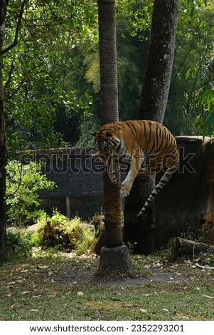 The Sumatran tiger is a protected animal species and belongs to the big cat species, this animal also eats meat