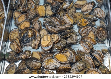 Abalone Marine Gastropod Molluscs Haliotidae Shells in Tray at Fish Market Royalty-Free Stock Photo #2352294977