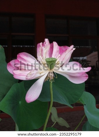 beautiful pink and white big lotus blossom