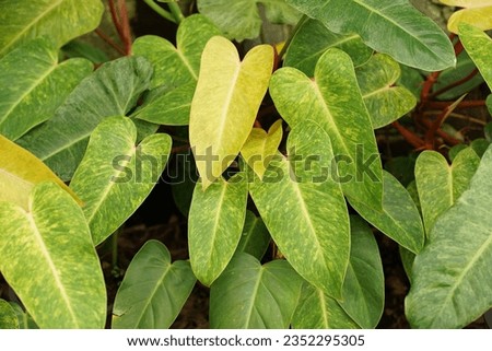 Philodendron paint lady leaves texture background, tropical foliage plant                               