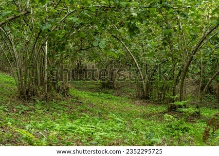     View of hazelnut orchards that play an active role in hazelnut production                            Royalty-Free Stock Photo #2352295725