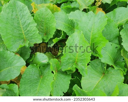 Texture of green leaves of horse sorrel