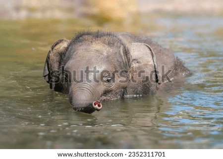 a young baby asian elephant (Elephas maximus) swimming in a pond Royalty-Free Stock Photo #2352311701