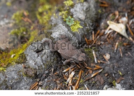grey frog with yellow irises (male common european toad Bufo bufo) moving with a slow, ungainly walk in its natural habitat in the mountains
