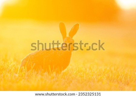 Brown hares portrait and silhouette in the field. Wildlife photography.
