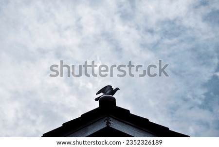 a dove perched on the roof of the house