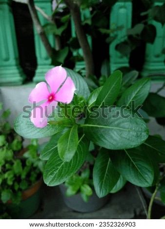 catharanthus roseus white flower in garden with nature background at morning  