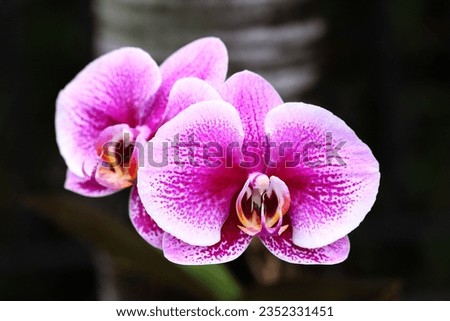 Close up image of purple white gradient colors orchid flowers isolated on dark background