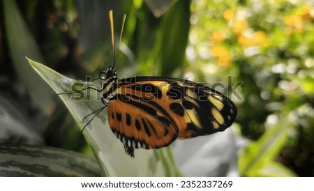 orange and black butterfly on a leaf