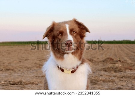 Australian shepherd in dawn in front of field Royalty-Free Stock Photo #2352341355
