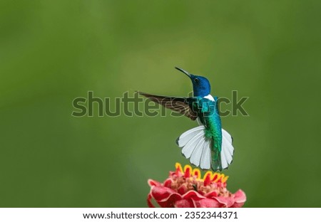 The white-necked jacobin is a medium-sized hummingbird that ranges from southern Mexico to Central America and from northern South America to Brazil, Peru, and Bolivia.