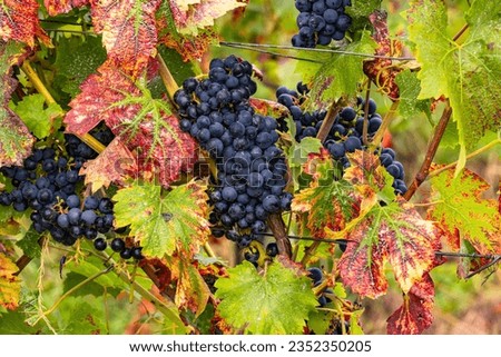 Close-up of grapes on a vine in a wine growing area in Rheinland Pfalz, Germany,