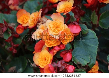 Sweden. Begonia is a genus of perennial flowering plants in the family Begoniaceae. The genus contains more than 2,000 different plant species.  Royalty-Free Stock Photo #2352351627