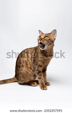 bengal cat on a white background