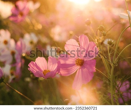 Scenic cosmos flower field landscape at sunset. Selective focus. Royalty-Free Stock Photo #2352360721
