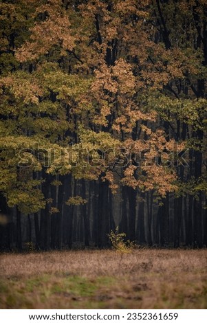 A rainy day in the colorfully oak forest during fall season Royalty-Free Stock Photo #2352361659