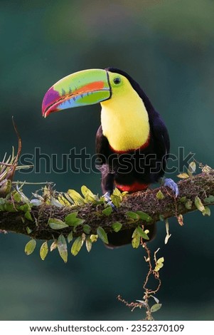 Keel-billed toucan (Ramphastos sulfuratus) in the wild