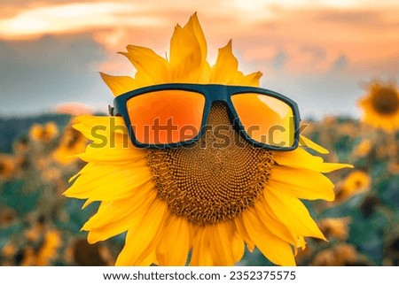 Beautiful sunflower at sunset with sunglasses, natural background. Orange sunglasses. Soft selective focus. Artificially created grain for the picture. Atmospheric distortion, hot air distortion, heat