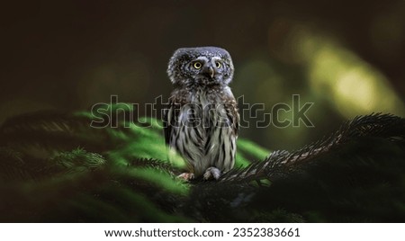Glaucidium passerinum sits on a branch at night and looks at the prey, the best photo