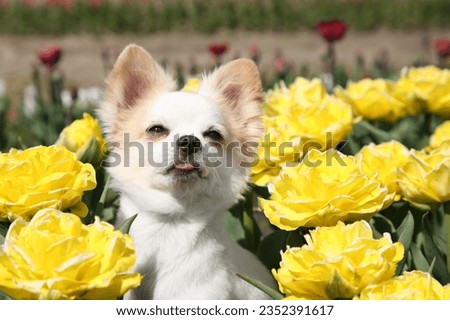 Cute Chihuahua dog among beautiful tulip flowers on sunny day Royalty-Free Stock Photo #2352391617