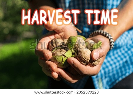 Harvest time lettering. Autumn concept. Green ripe walnut in hand. Fruits of a walnut. Raw walnuts in a green nutshell.