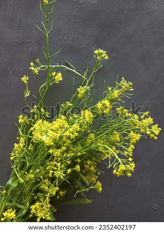 Fresh Mustard Greens Stock Photos | Sawi bunga (Brassica rapa)