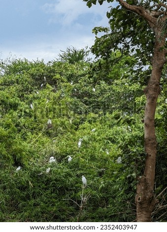Bang Lang Stork Sanctuary in South Vietnam with hundreds of egrets and cormorants in branches of trees