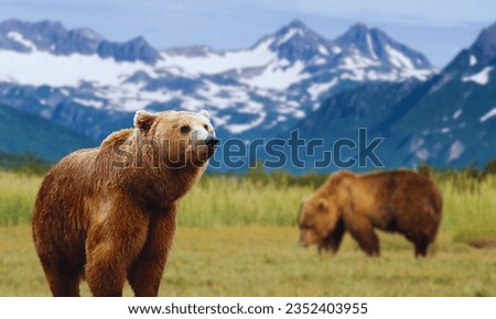 Picture of a big brown bears