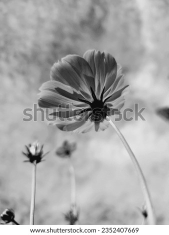 Cosmos flowers blooming with long stalk and cloudy sky background by the road captured in black and white with close up shot and low angle in Papua, Indonesia