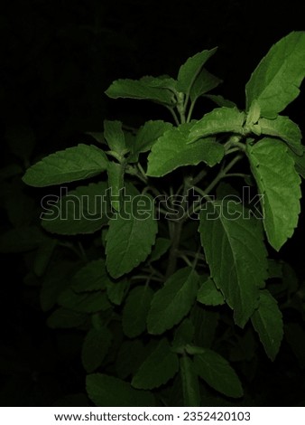 Holy Tulsi plant picture at night. 🙏 Tulsi is also called Vrinda. Tulsi is well knowned herb. It is an effective Remedy for many diseases. 🌿🌱🌿🙏🙏🙏😇😇😇