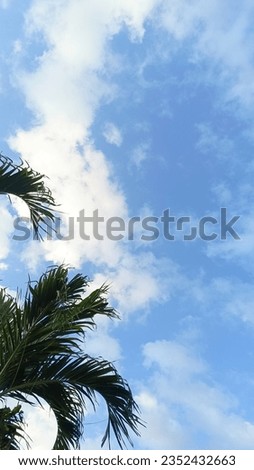 Palm Tree over Blue Summer Sky View from Below