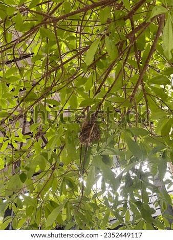 Bird's nest on the green tree
