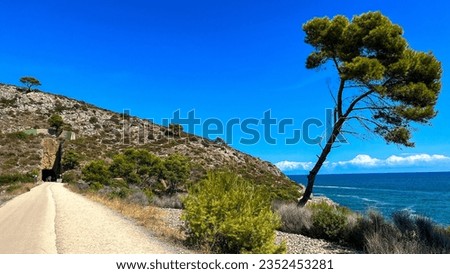 A lonely tree along the Vía Verde del Mar (Greenway of the Sea) between Benicassim and Oropesa del Mar with blue sky in summer in Castellón Province in Spain