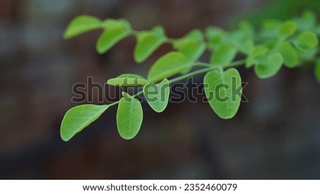 picture of leaves of plants.