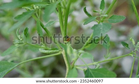 picture of leaves of plants.
