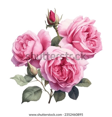 Antique Roses Watercolor illustration. English rose Illustration for greeting cards, printing and other design projects.