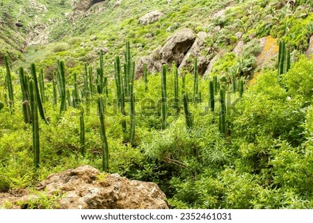 Euphorbia Canariensis in Tenerife's Northern Mountains, Canary Islands, Spain