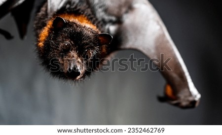 A close-up of a hanging Mariana fruit bat (Pteropus mariannus) on a gray background Royalty-Free Stock Photo #2352462769