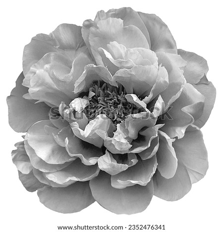 Black and white blooming luxurious peony isolated on white.