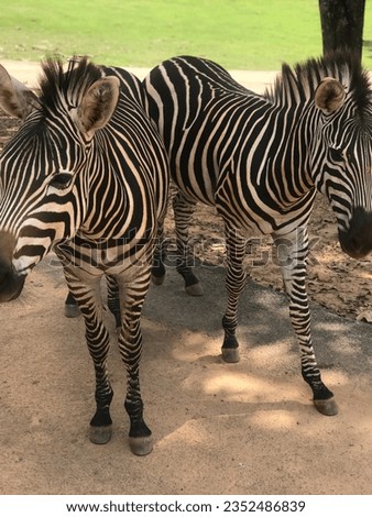 Zebra twins posing for their picture 