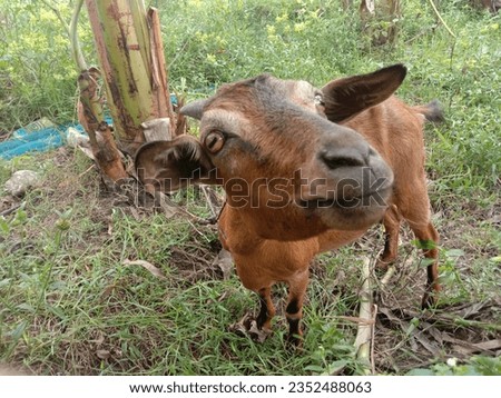 Picture of a goat. Place: Jaldhaka, Nilphamary, Bangladesh. Shoot date: 25.08.2023.