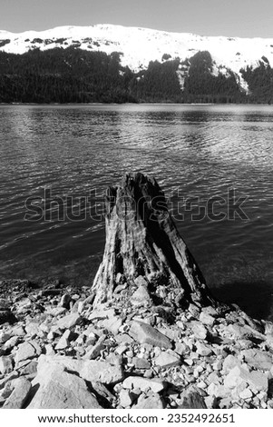                                A Lone Tree Stump in Alaska