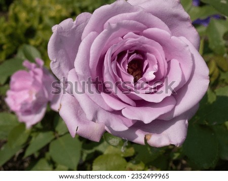 A pink "Blue Girl" Hybrid Tea Rose (genus Rosa) pictured against a lush green background. 