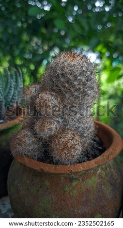 The Family of Ladyfinger Cactus